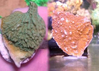 Montipora plate 2 pack fragpack red and green (UK Grown)