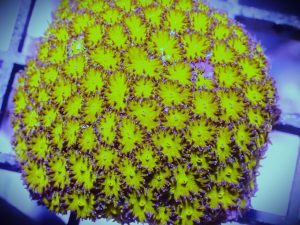 Honeycomb Leptastrea frag (UK Grown)