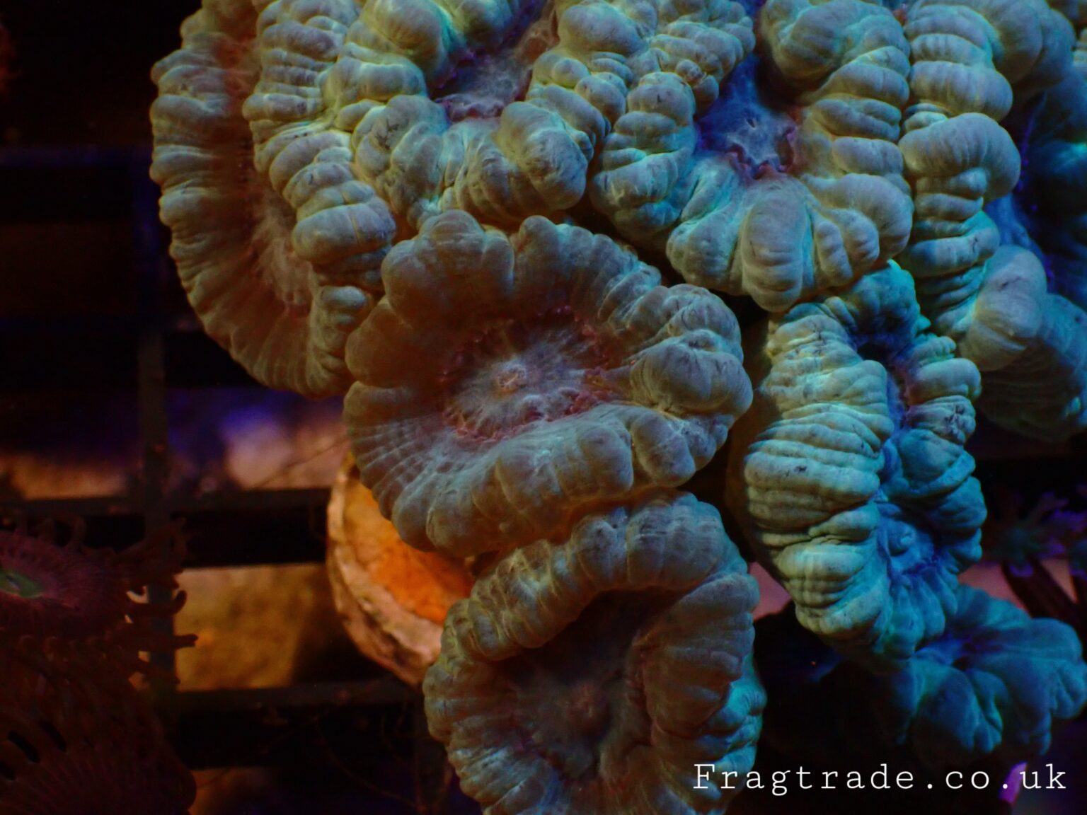 Neon Green Candy Canes 2 heads (UK grown) Frag Trade