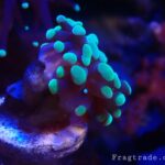 Green tipped hammer coral (UK Grown)