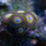 Scrambled Egg Zoanthid – 1 Frag (UK Grown)