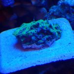 Monster jam Psammocora frag (UK Grown)