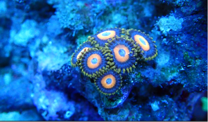 Scrambled Egg Zoanthid – 1 Frag (UK Grown)