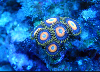 Scrambled Egg Zoanthid – 1 Frag (UK Grown)