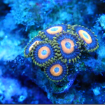 Scrambled Egg Zoanthid – 1 Frag (UK Grown)