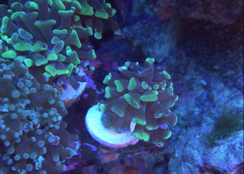 Green tipped hammer coral (UK Grown)