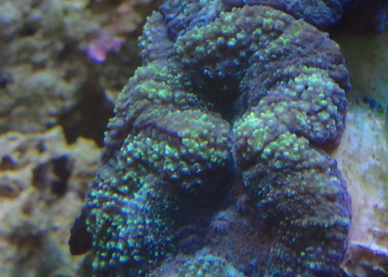 WYSIWYG Green Lobophyllia