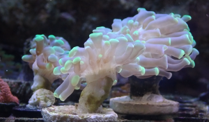 Green tipped hammer coral (UK Grown)