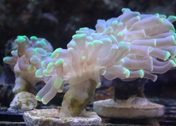 Green tipped hammer coral (UK Grown)