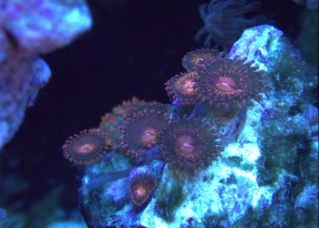 Purple Bee zoa (UK Grown)