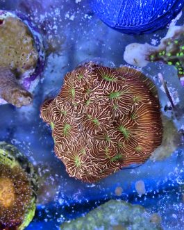 Jack O Lantern Leptoseris frag (UK Grown)