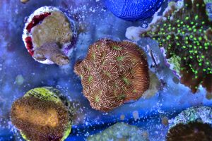 Jack O Lantern Leptoseris frag (UK Grown)