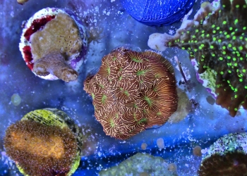 Jack O Lantern Leptoseris frag (UK Grown)