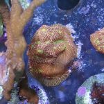 Jack O Lantern Leptoseris frag (UK Grown)
