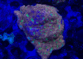 Jack O Lantern Leptoseris frag (UK Grown)
