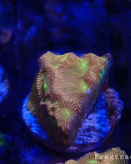 Jack O Lantern Leptoseris frag (UK Grown)