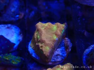 Jack O Lantern Leptoseris frag (UK Grown)