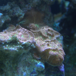 Jack O Lantern Leptoseris frag (UK Grown)