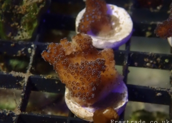 Rainbow Stylophora pistillata (UK grown)