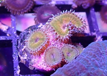 WYSIWYG Green Implosion Zoa/Palythoa