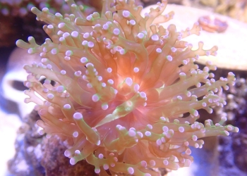 Green frogspawn coral (UK Grown)