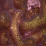 Rainbow Stylophora Frag (UK grown)