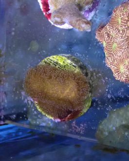 Rainbow Stylophora Frag (UK grown)