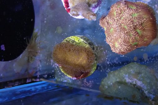 Rainbow Stylophora Frag (UK grown)