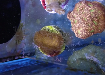 Rainbow Stylophora Frag (UK grown)