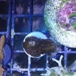Rainbow Stylophora Frag (UK grown)