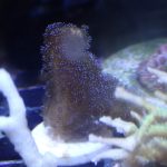 Rainbow Stylophora Frag (UK grown)