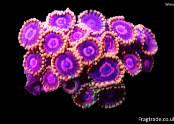 Jedi Mindtrick Zoanthid (UK Grown)