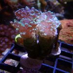 WYSIWYG Green tipped hammer coral (UK Grown)