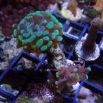 WYSIWYG Green tipped hammer coral (UK Grown)
