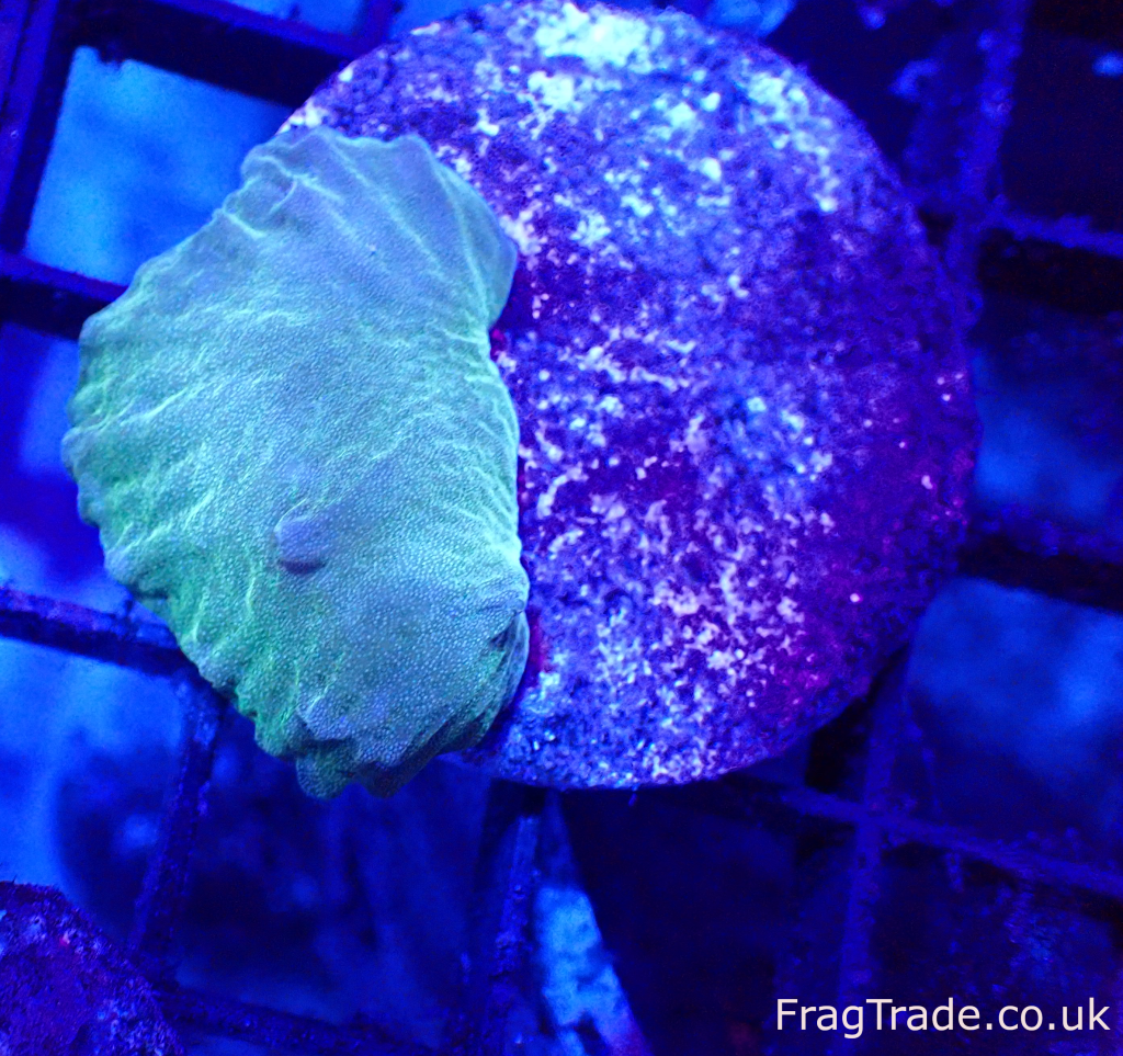 Neon Green Cabbage Leather (UK Grown) Frag Trade
