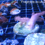 Sinularia Finger and Neon Green Cabbage Leather Frag Pack (UK Grown)