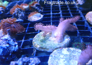 Sinularia Finger Leather – 1 Frag (UK Grown)