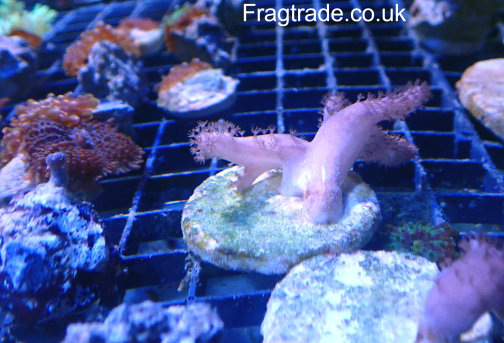 Sinularia Finger Leather - 1 Frag (UK Grown)