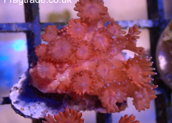 Red Goniopora mini colony (UK Grown)