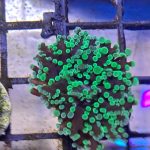 Green octospawn coral (UK Grown)