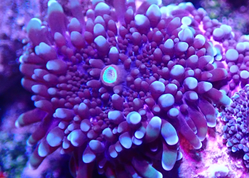 Purple Yuma Mushroom (UK Grown)
