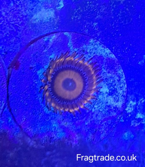 Orange Oxide Zoanthid (UK Grown)