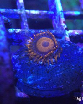 Orange Oxide Zoanthid (UK Grown)