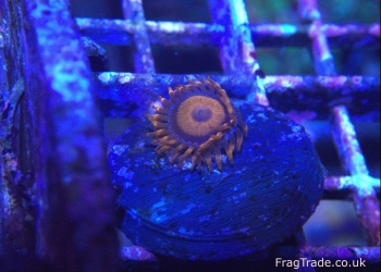 Orange Oxide Zoanthid (UK Grown)