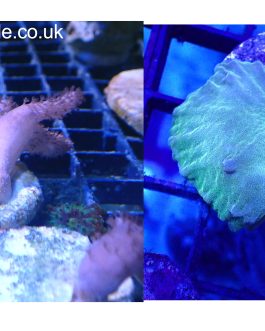 Sinularia Finger and Neon Green Cabbage Leather Frag Pack (UK Grown)