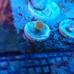 Orange Oxide Zoanthid (UK Grown)