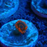 Orange Oxide Zoanthid (UK Grown)