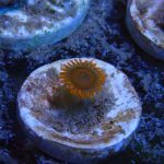 Orange Oxide Zoanthid (UK Grown)