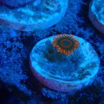 Orange Oxide Zoanthid (UK Grown)