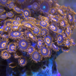 Orange Oxide Zoanthid (UK Grown)